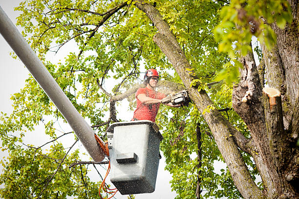 Best Arborist Consultation Services  in Heritage Hills, NY